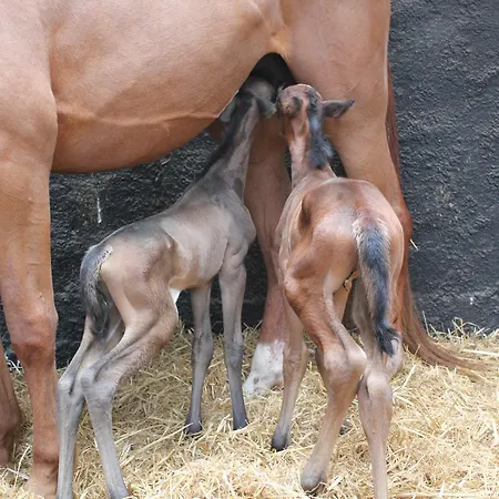 Domaine Du Haul Bed & Breakfast 3*