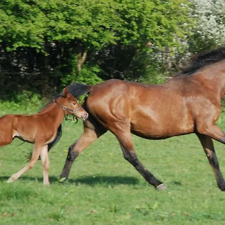Domaine Du Haul Bed & Breakfast *
