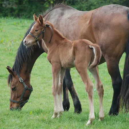 Domaine Du Haul 3* Catteville
