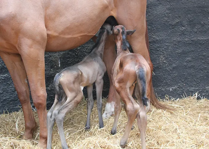 Domaine Du Haul Bed & Breakfast 3*