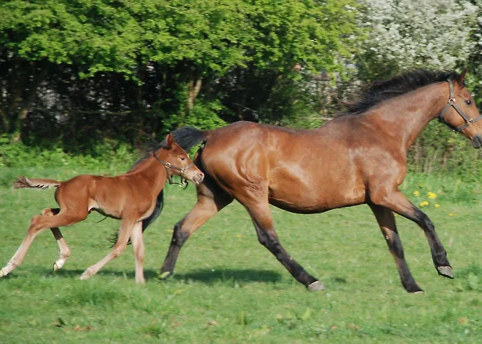 Domaine Du Haul 3* Catteville